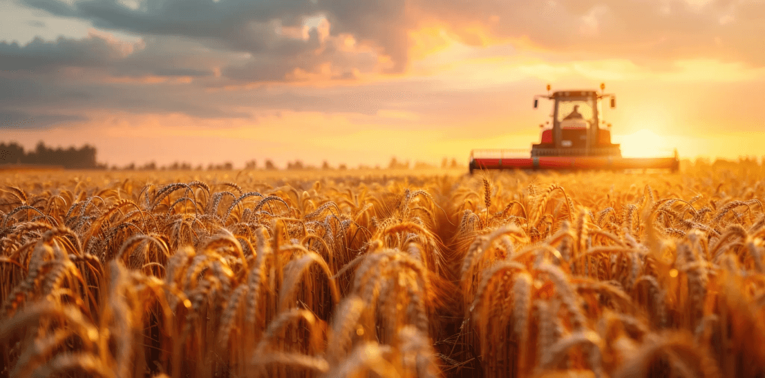 US Wheat Market Analysis: Funds Take Bearish Stance