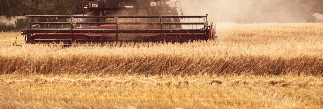 Global Wheat Markets: Signs Point to Bullish Momentum