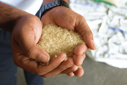 Rice
