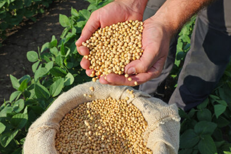 SoyBeans