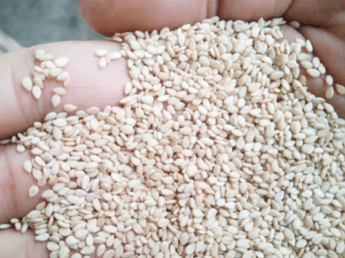 Sesame Seeds